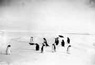 penguins from Byrd Polar Archives